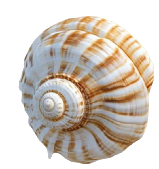 Shell