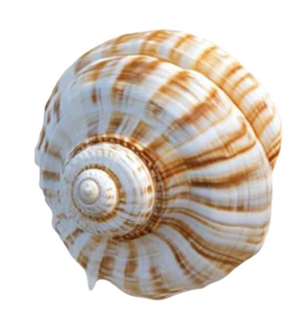 Shell